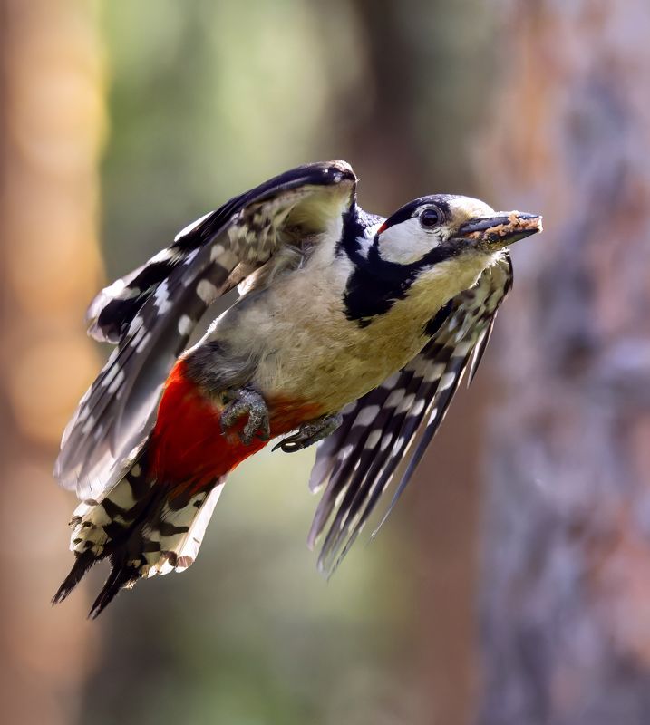 большой пестрый дятел, фото птиц, птицы Большой пестрый дятел. фото превью