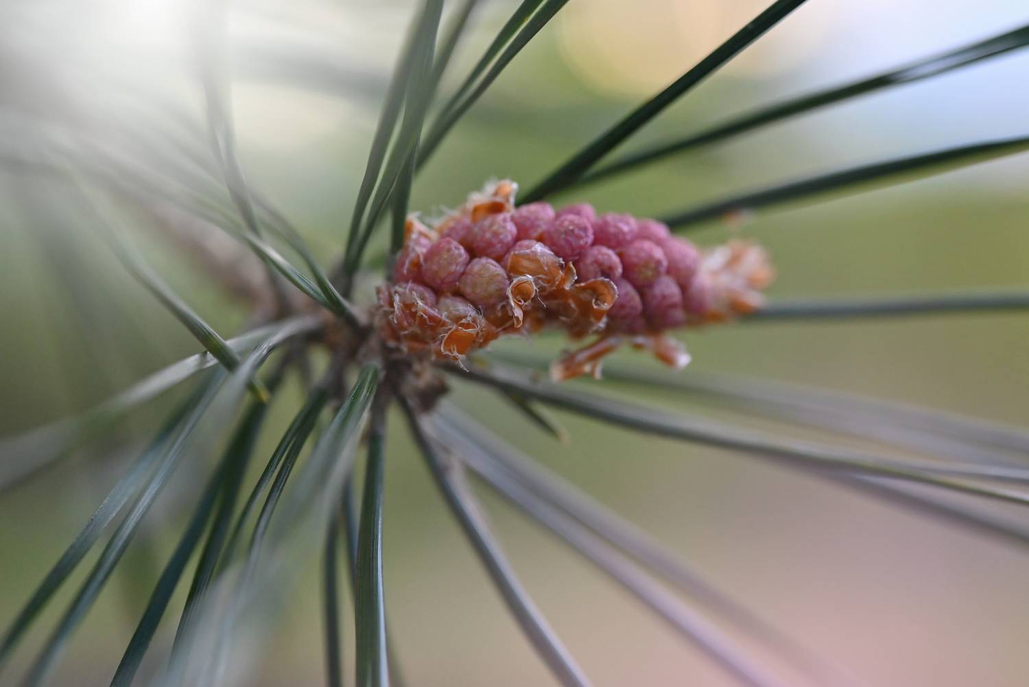 , Калёв Сергей