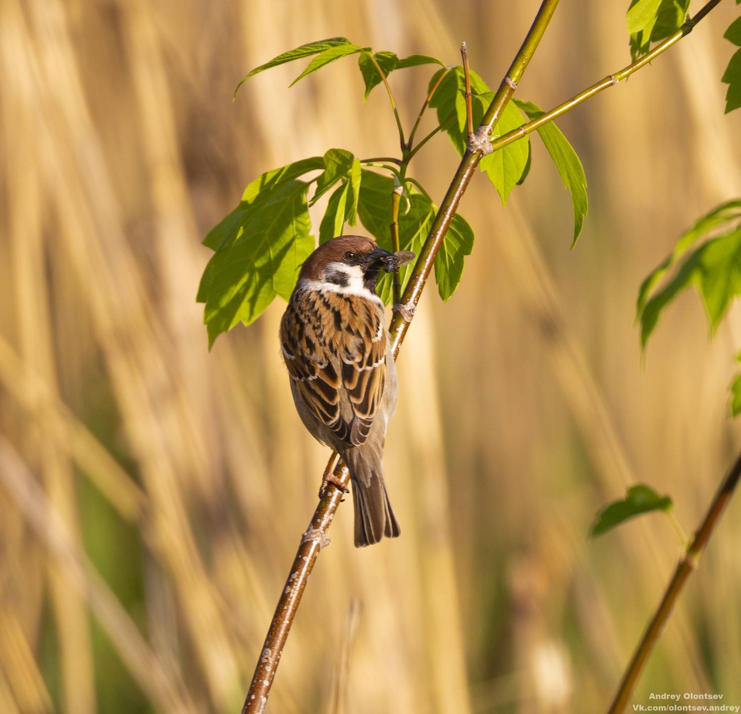 солнце, россия, рассвет, природа, подмосковье, погода, пейзажи, пейзаж, отражение, наукоград, красота, дубна, вода, весна, weather, water, spring, russia, reflection, naukograd, nature, moscow, landscape, dawn, canon, dubna, beauty, Олонцев Андрей