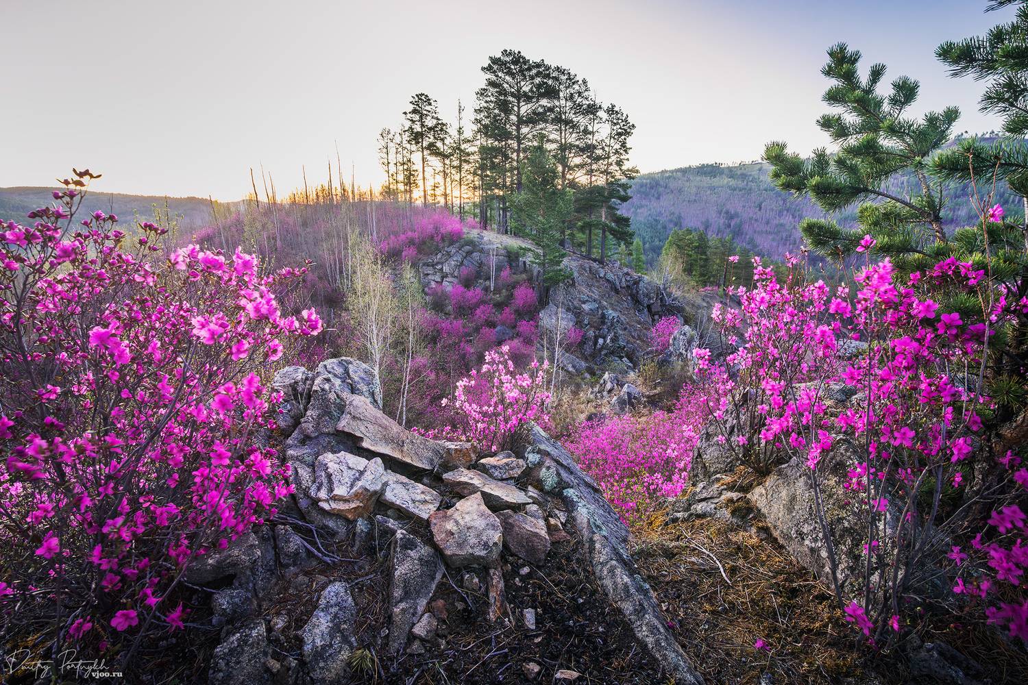 рододендрон, рододендрон даурский, чита, рассвет, забайкальский край, багульник, весна, пейзаж, забайкалье, скалы, лес, Портных Дмитрий