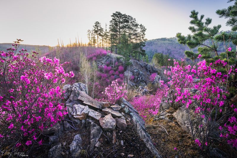 Багульник в Забайкалье фото превью
