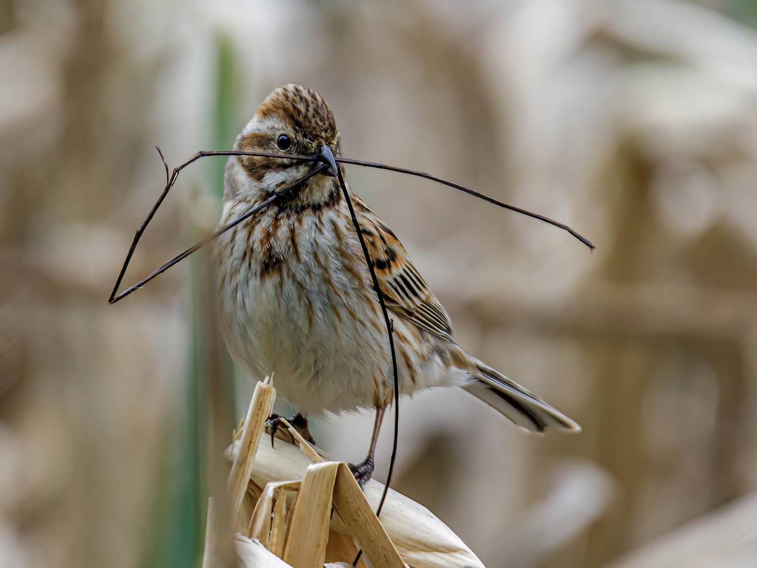 овсянка, Волынский Виктор