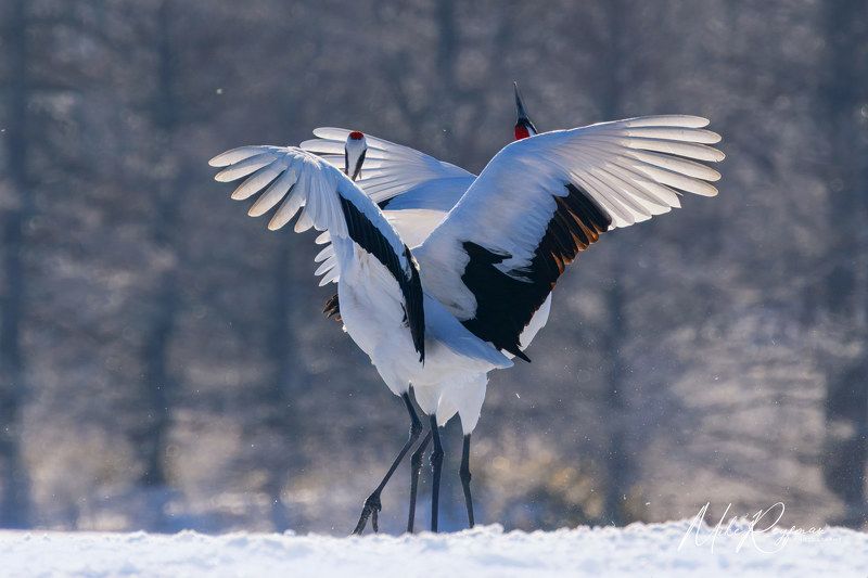https://www.worldphototravels.com/japan-photo-tour-in-winter-2025.php Dancing Red-Crowned cranes фото превью