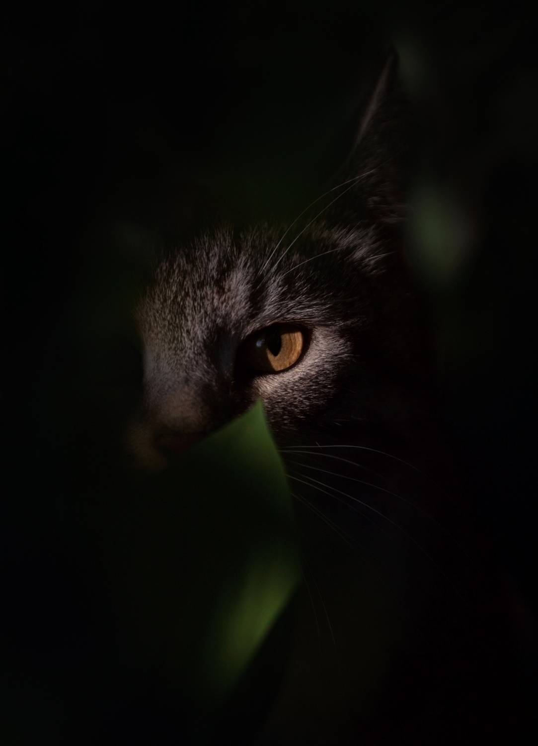 , Баранов Олег