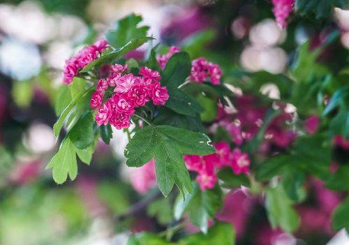 Боярышник декоративный