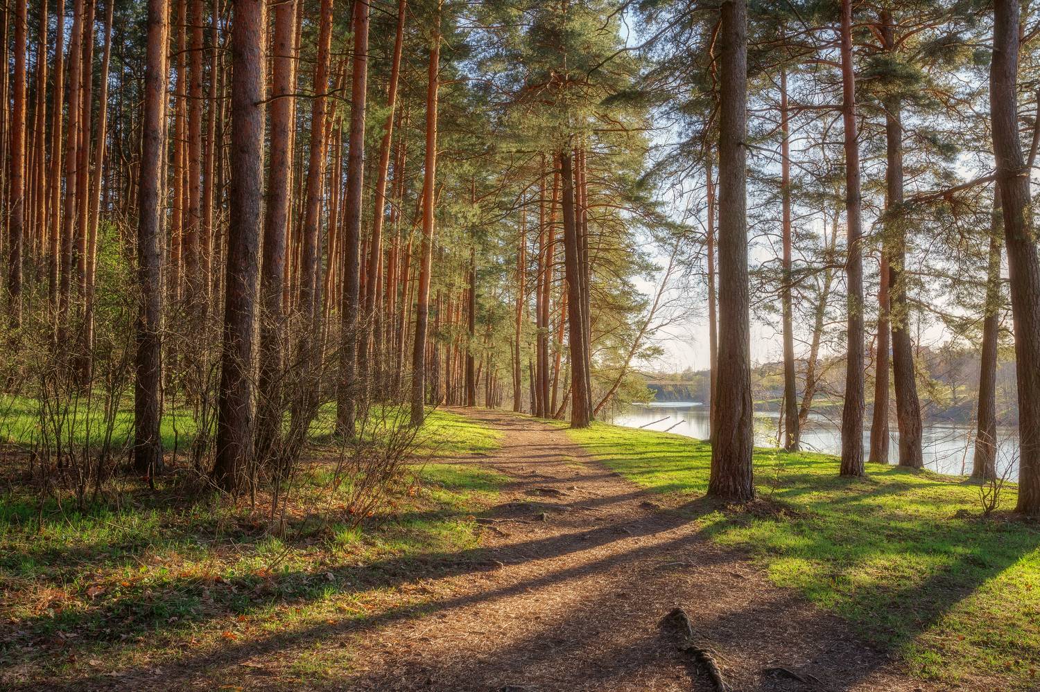 пейзаж, лес, сосны, весна, весенний закат, природа, Московская область, Мартыненко Дмитрий
