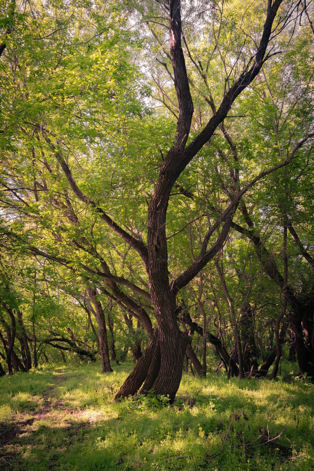 , Иван Мосьянов