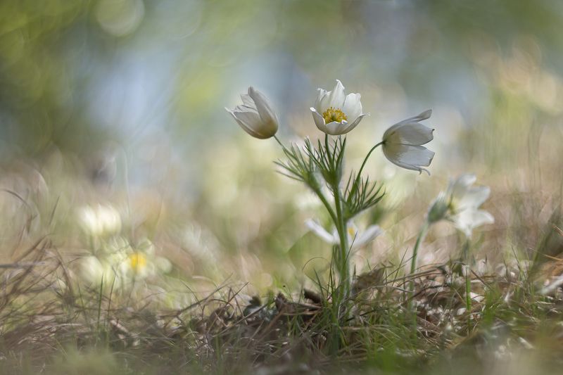 Сказочные сны сибирской весны фото превью