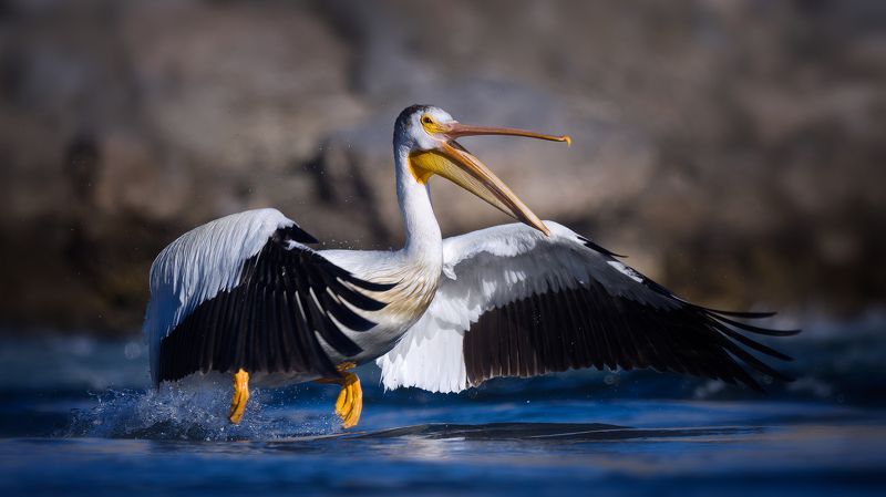 Птеродактиль фото превью