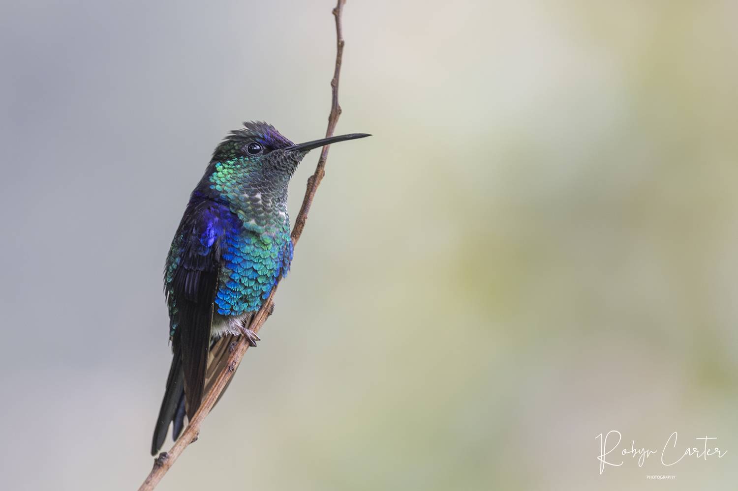 nature, birds, hummingbird, honduras, Robyn Carter