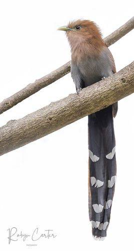 Squirrel Cuckoo