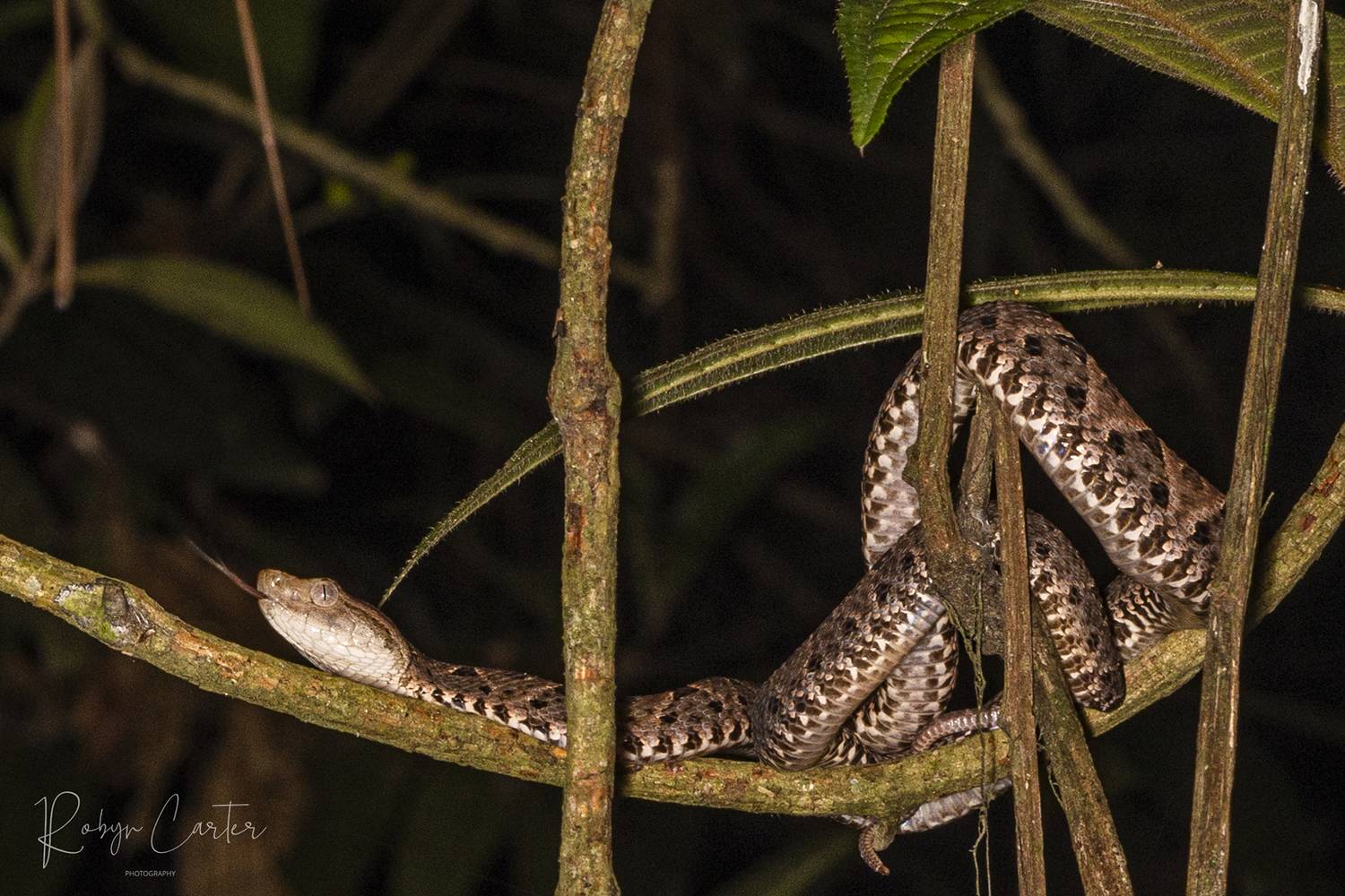 fer de lance, snake, honduras, nightwalk, luna del puente, Robyn Carter