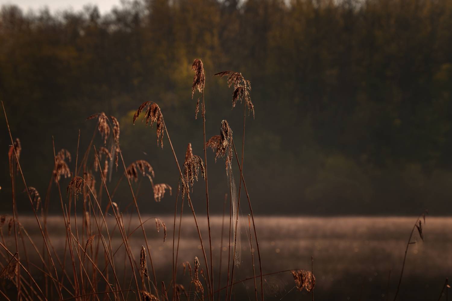 , Павел Тимошенко