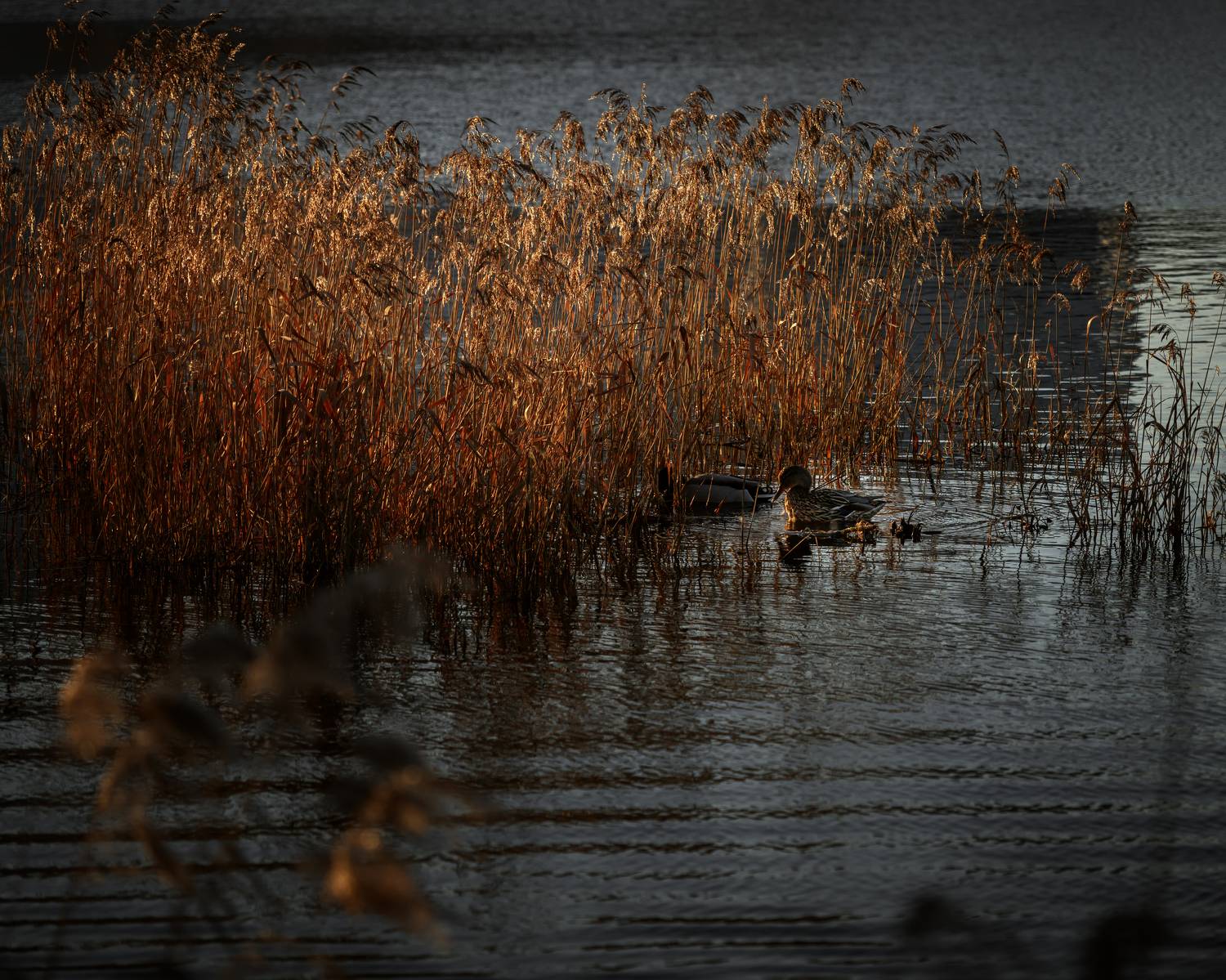 , Павел Тимошенко