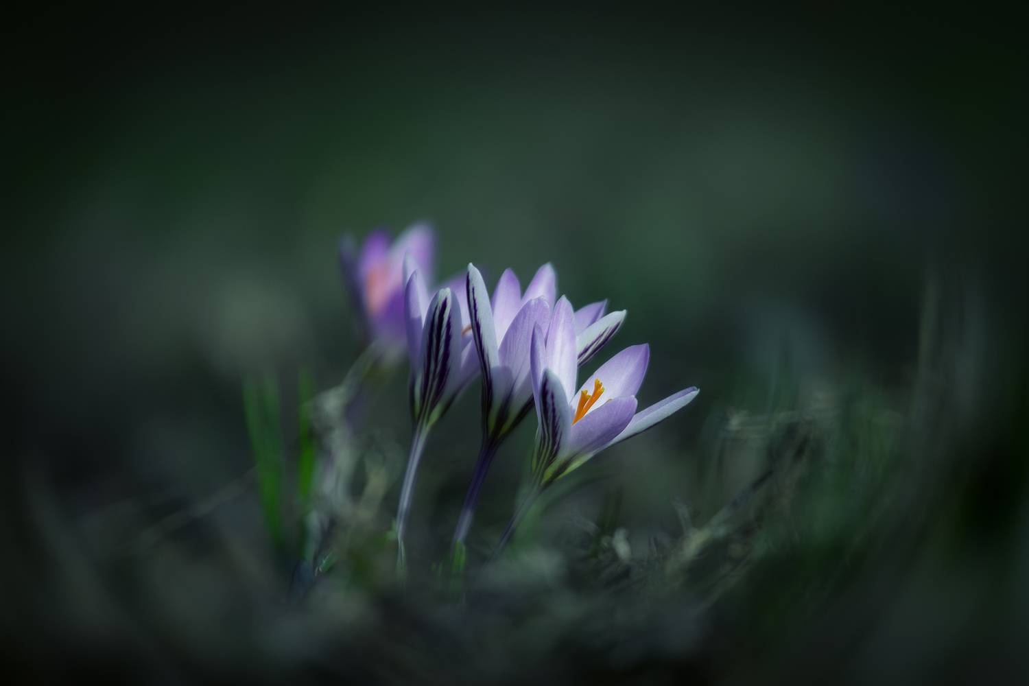 шафран, крокус, первоцветы, цветы, flowers, primulas, cr&oacute;cus reticul&aacute;tus, Алексей Юденков