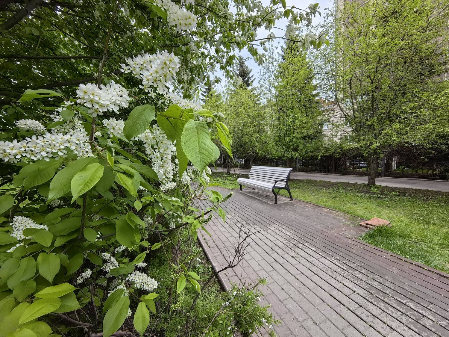 весна,город.черёмуха,скамейка, Козлова Галина