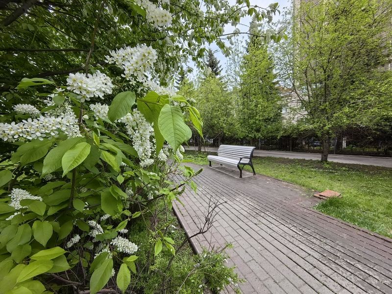 весна,город.черёмуха,скамейка Черёмуха в сквере фото превью