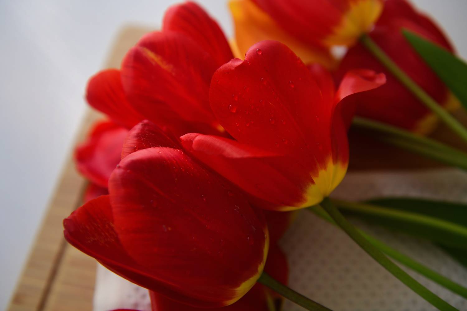 , Божена Пучко