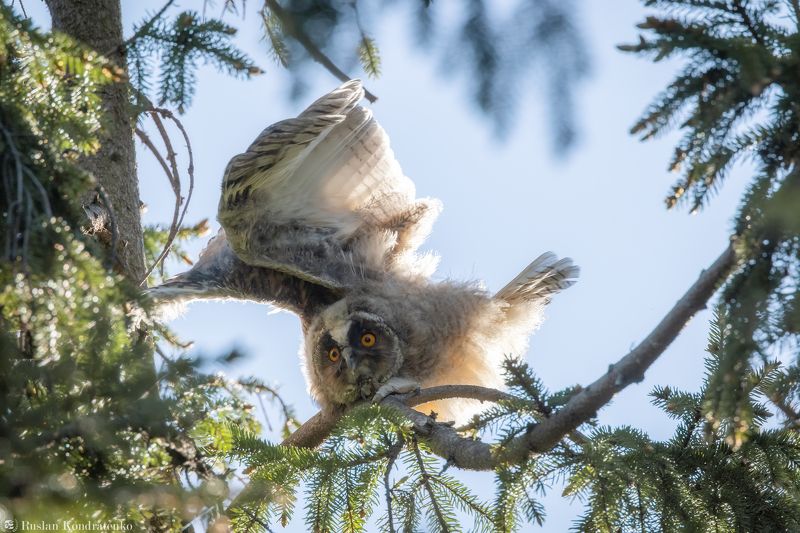 ушастая сова, слёток, слеток, птенец Слёток ушастой совы фото превью