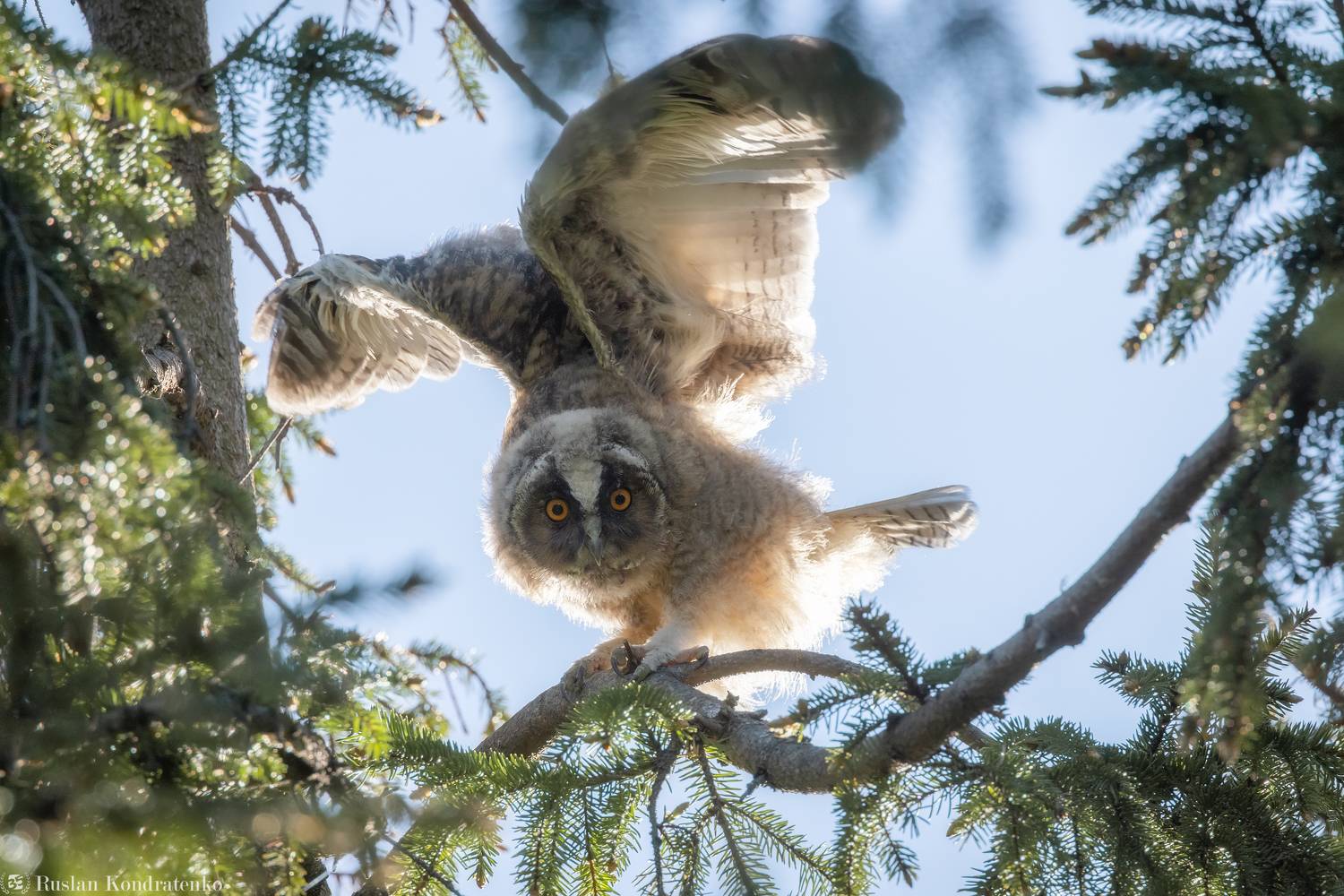ушастая сова, слёток, слеток, птенец, Кондратенко Руслан