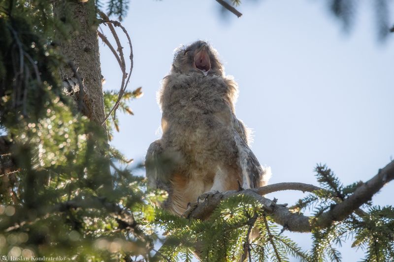 ушастая сова, слёток, слеток, птенец Слёток ушастой совы фото превью