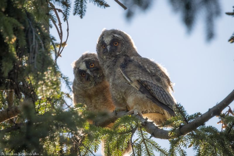 ушастая сова, слёток, слеток, птенец Слёток ушастой совы фото превью