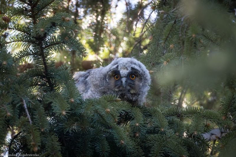 ушастая сова, слёток, слеток, птенец Слёток ушастой совы фото превью