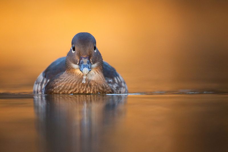 Mandarin duck фото превью