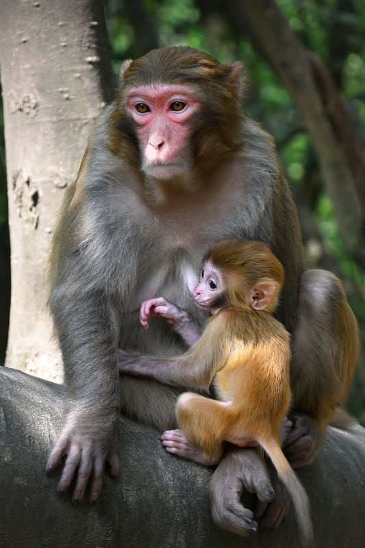 Держась за маму фото превью