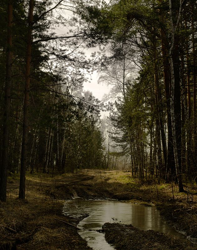 Утро в лесу фото превью
