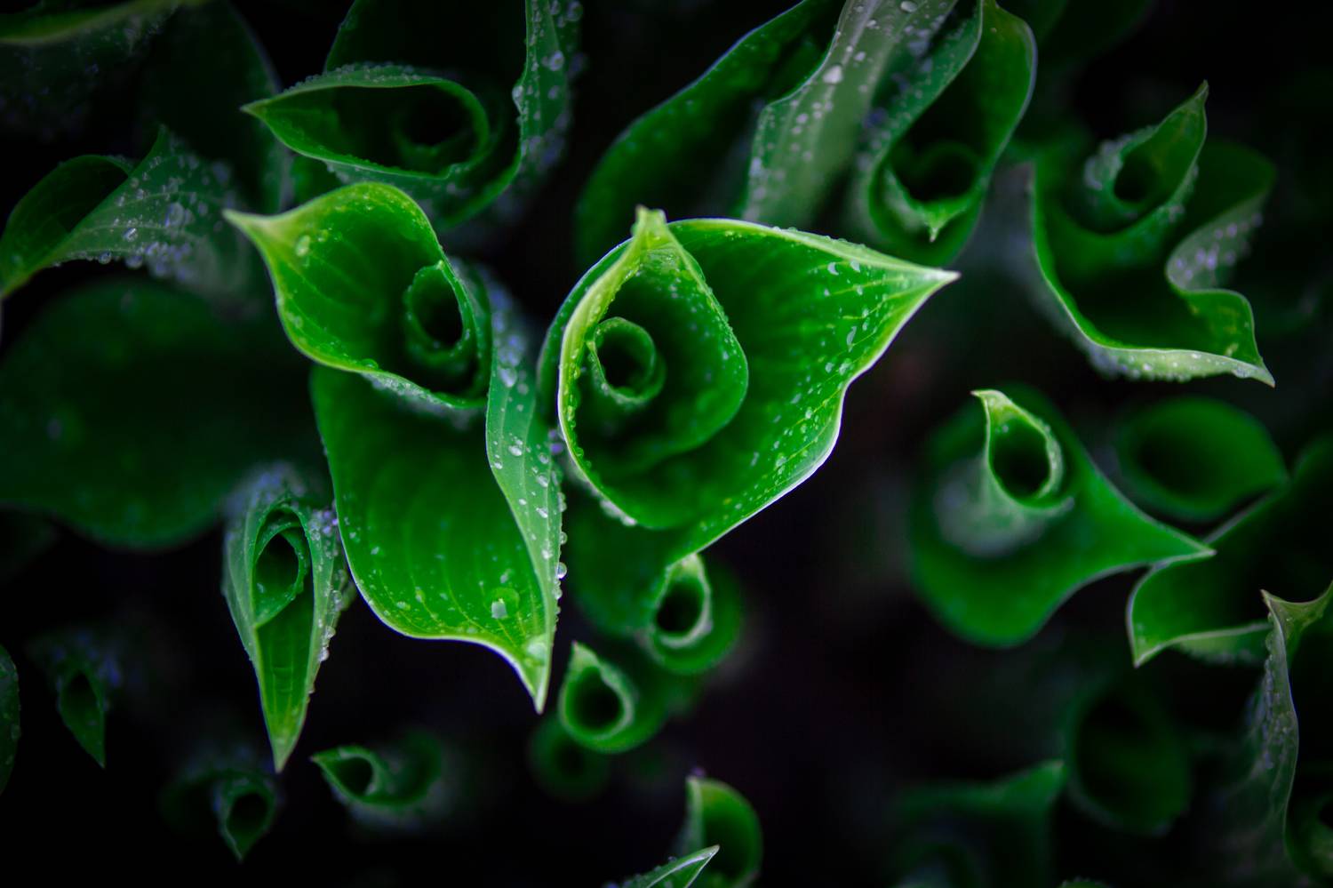 , Сергей Фаренюк