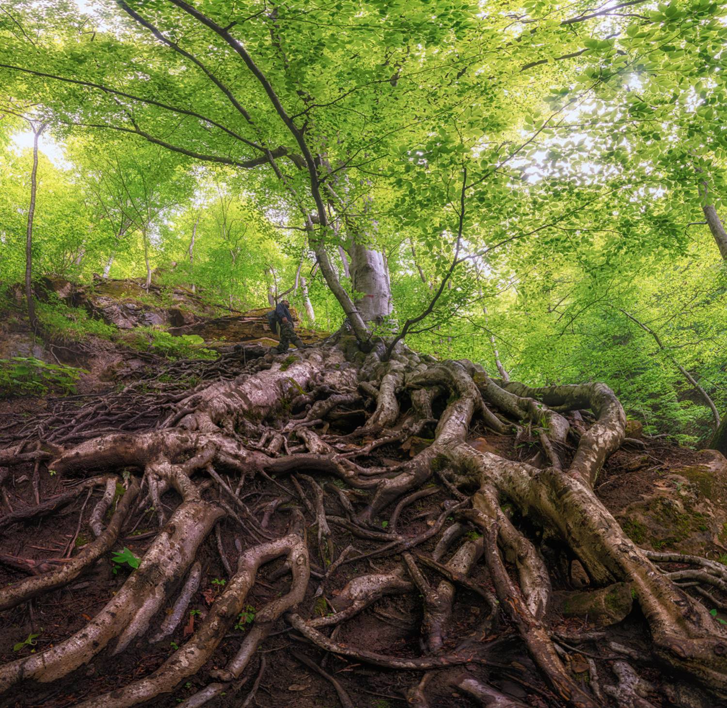 западный кавказ, адыгея, хамышки, кутанка, весна, Мысливцев Николай