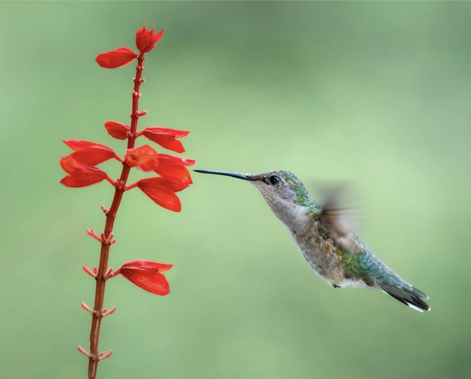 bird, humming, hummingbird, hummingbirds, hummer, rufous, nature, animals, wild, action, dynamic, Atul Saluja