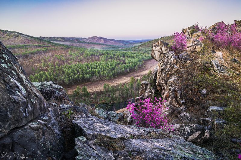 Цветение багульника в Забайкалье фото превью