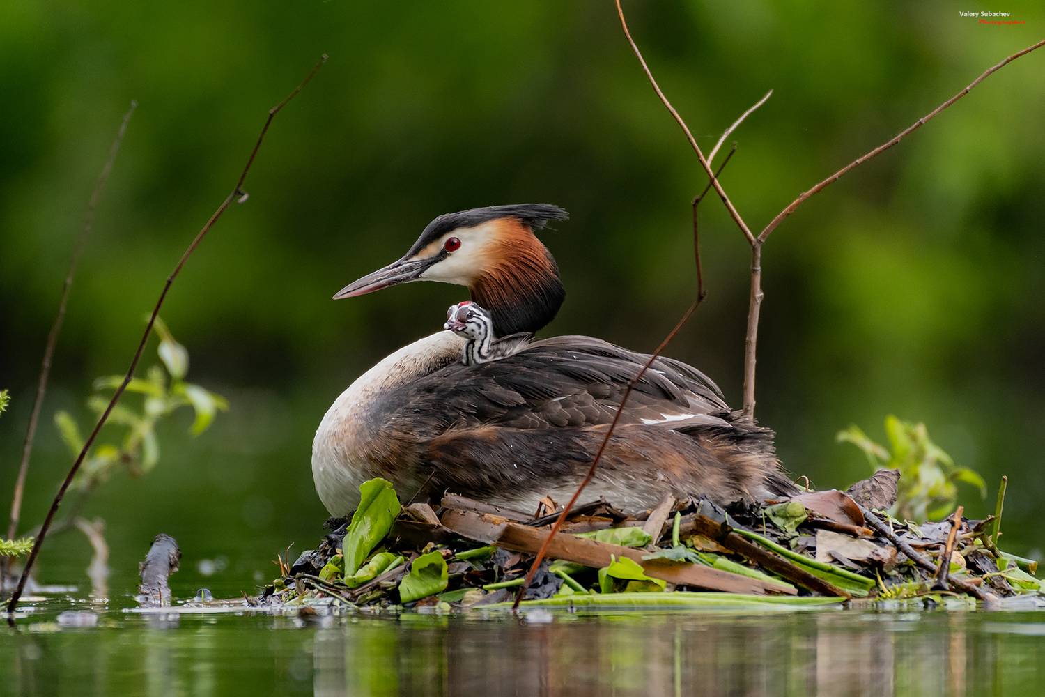 , Валерий Субачев