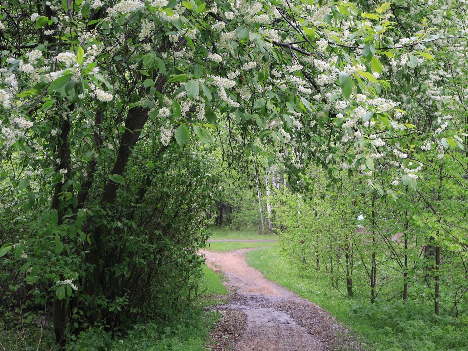 природа,весна,растения,черёмуха, Козлова Галина