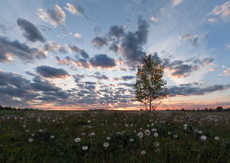 #пезаж #весна #рассвет #утро #облака #одуванчики  фото превью