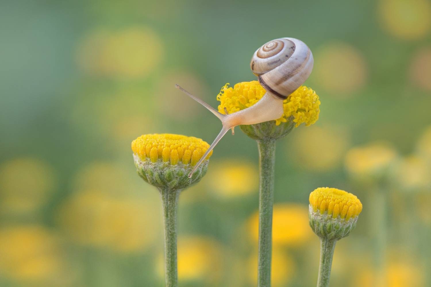 , Людмила Бекман