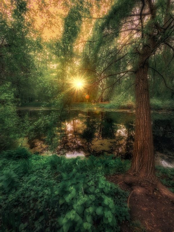 пейзаж, landscape, nature, природа, весна, spring, sunset, закат, лес, forest *** фото превью