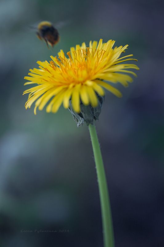 Одуванчик фото превью