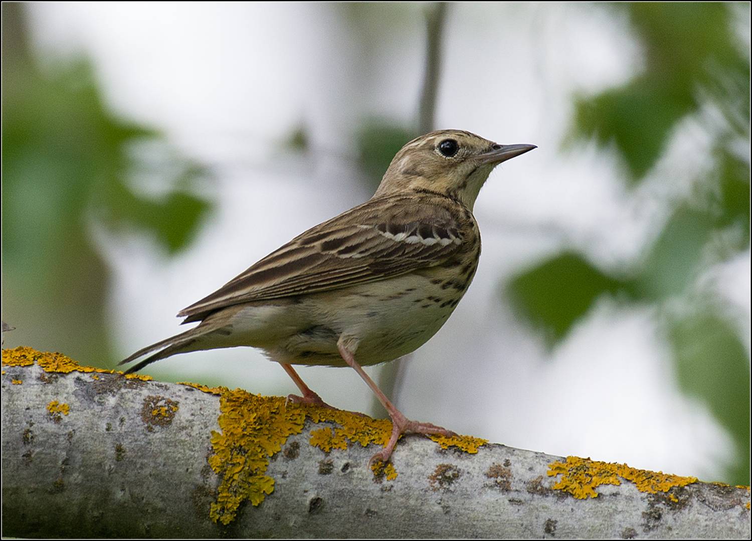москва, май, парк, птица, АНАТОЛИЙ ДОВЫДЕНКО