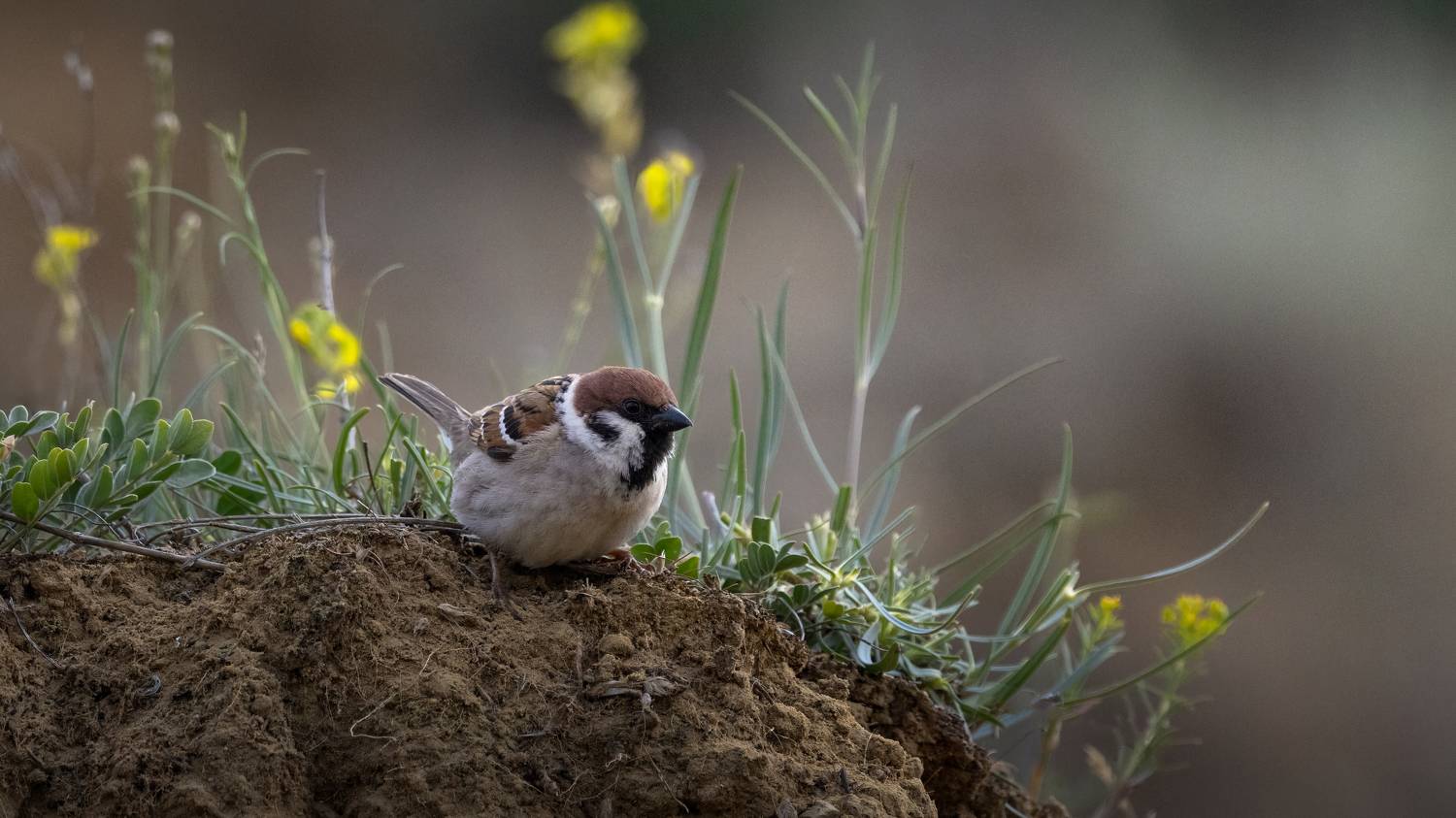 фотоохота, воробей, Марат Кучкаев