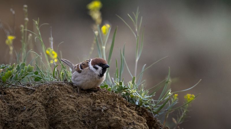 фотоохота, воробей Воробей. фото превью