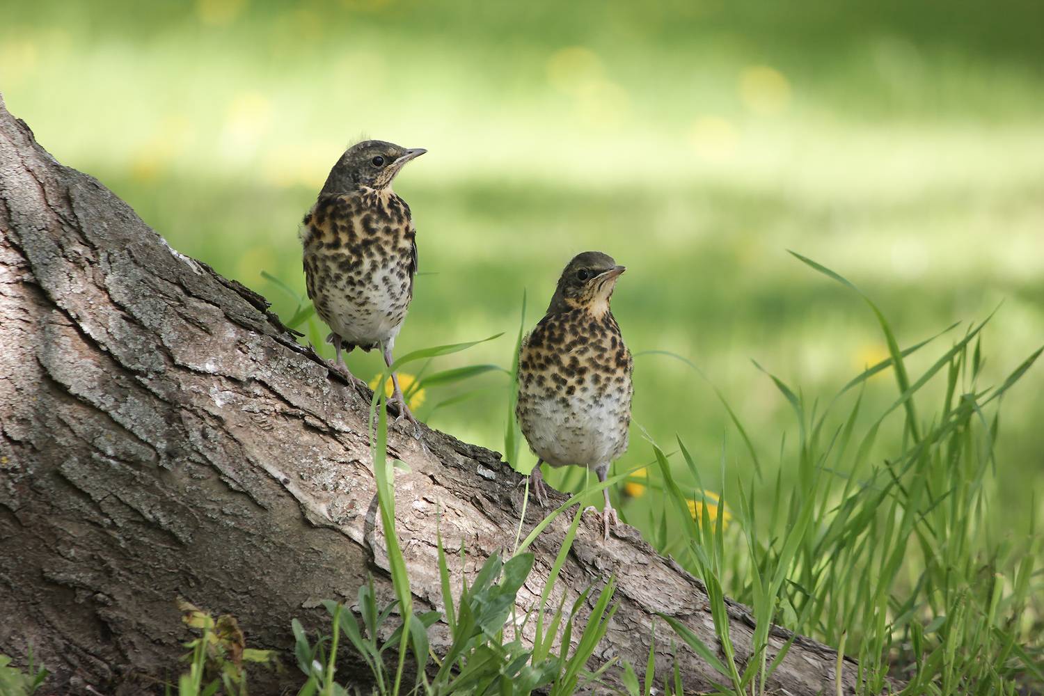 дрозд-рябинник, turdus pilaris, слётки, КарОл