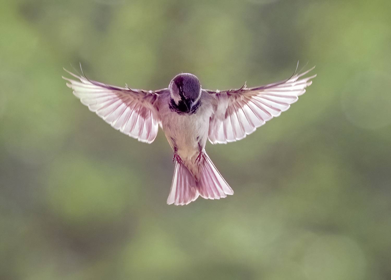 , Евгени Стефанов