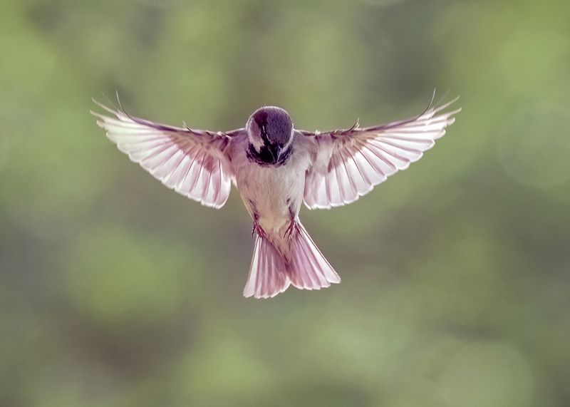 Просто воробей фото превью