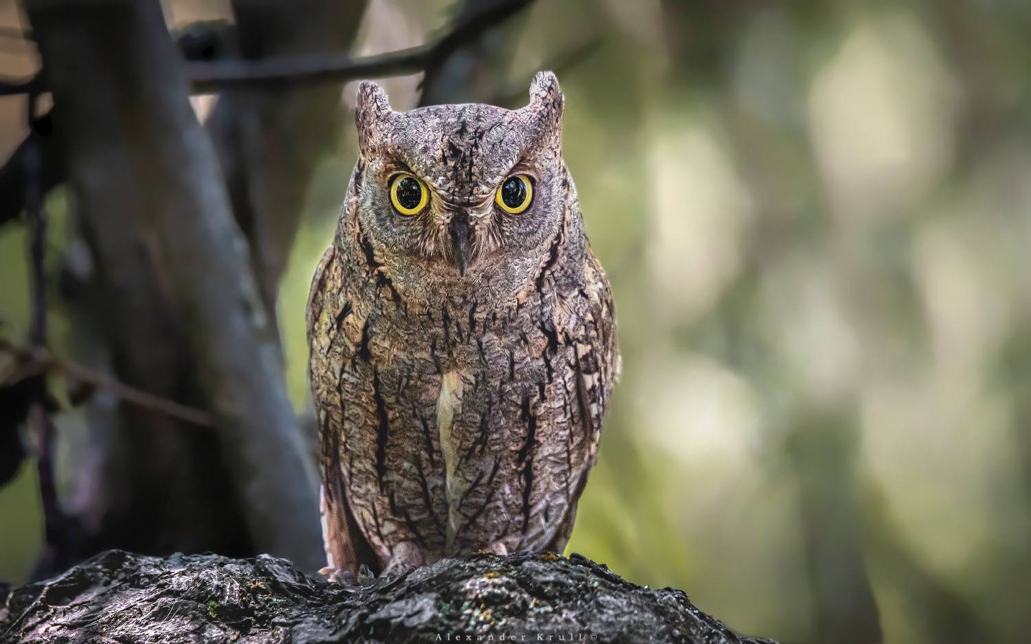 сплюшка, сова, otus scops, Круль Александр