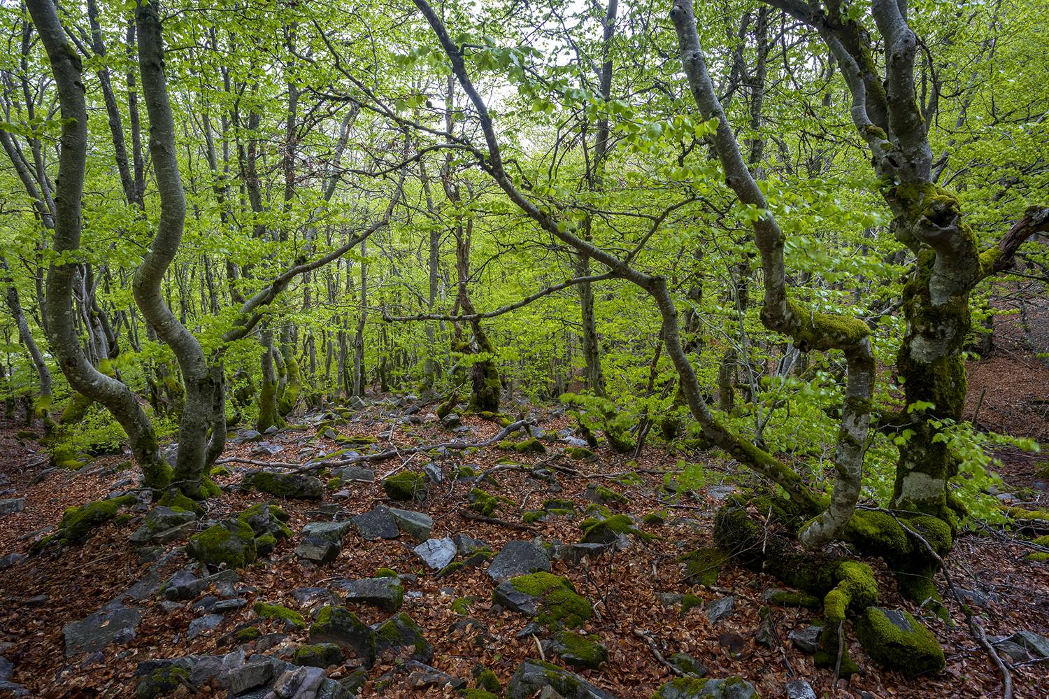 photo, photography, picture, land, landscape, nature, spring, river, color, mood , colorful, snow, winter, jimenez millan samuel