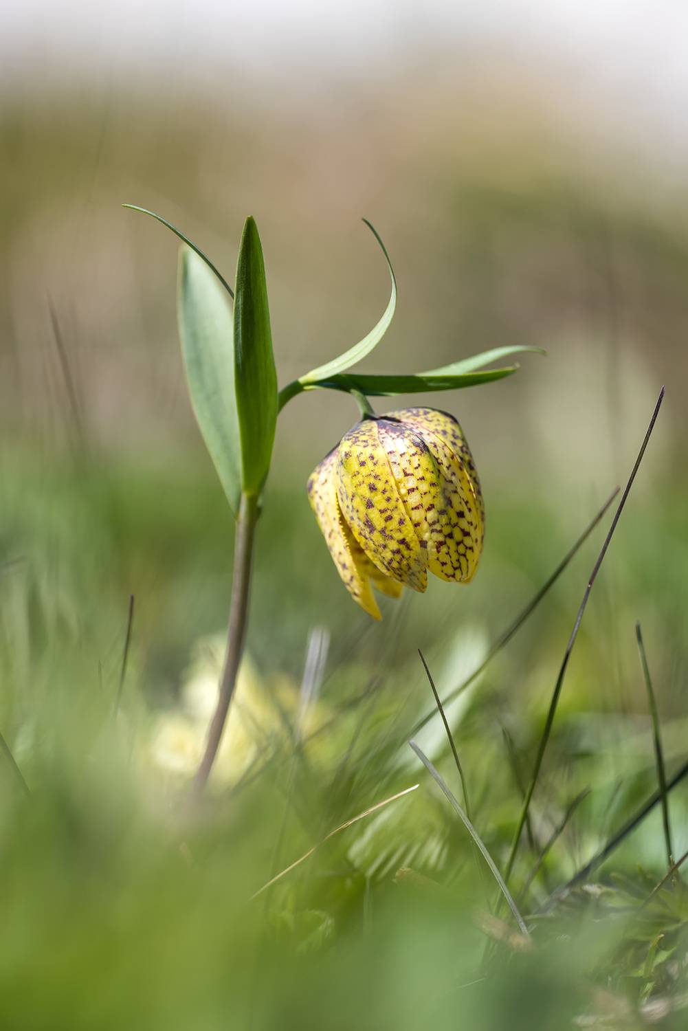 природа кавказа, цветы плато лаго-наки, первоцветы, рябчик, Александр Земляной