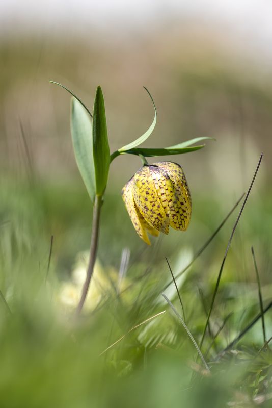 природа кавказа, цветы плато лаго-наки, первоцветы, рябчик Просто рябчик фото превью